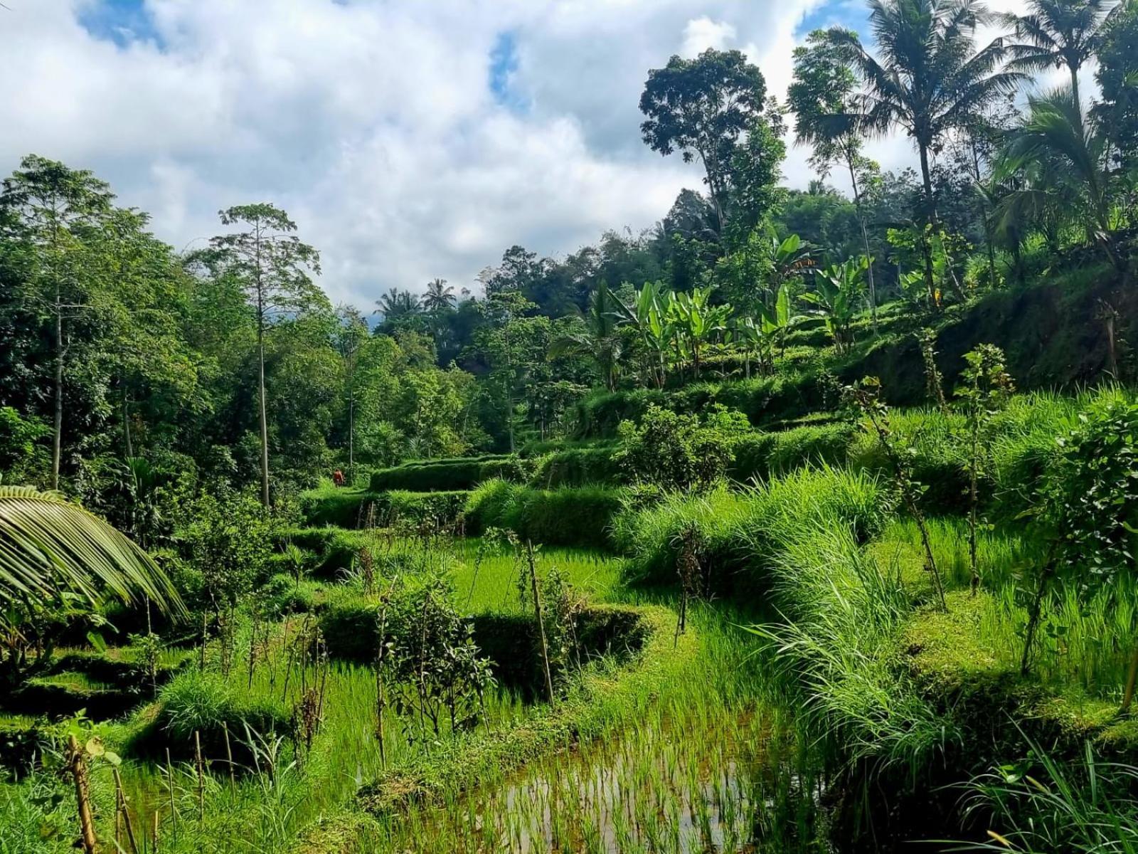 Girang Rinjani Bungalows テテバトゥ 部屋 写真